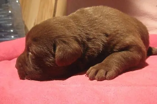 Labrador czekoladowy piesek