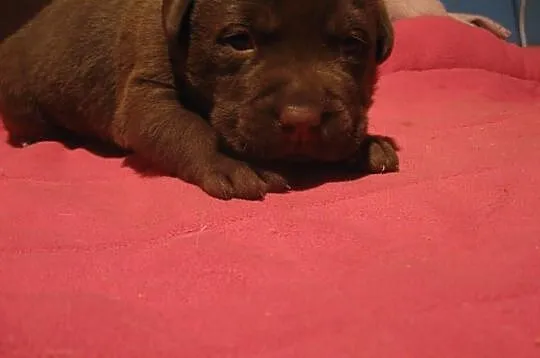 Labrador czekoladowy piesek