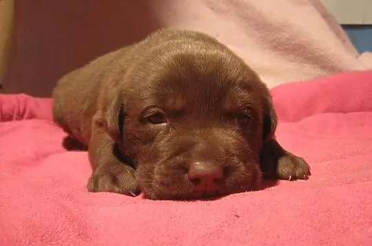 Labrador czekoladowy piesek