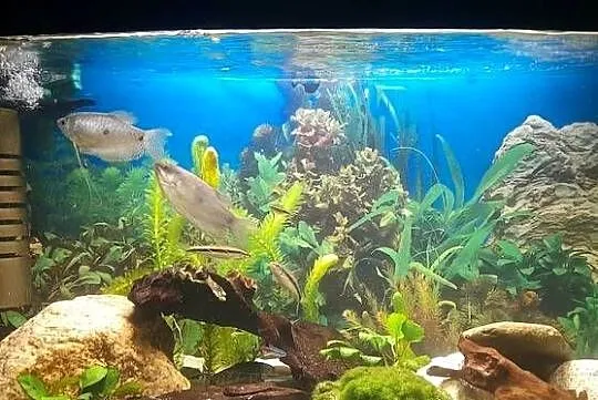 Akwarium 100l Kompletne, Dolnośląskie, Sosnówka