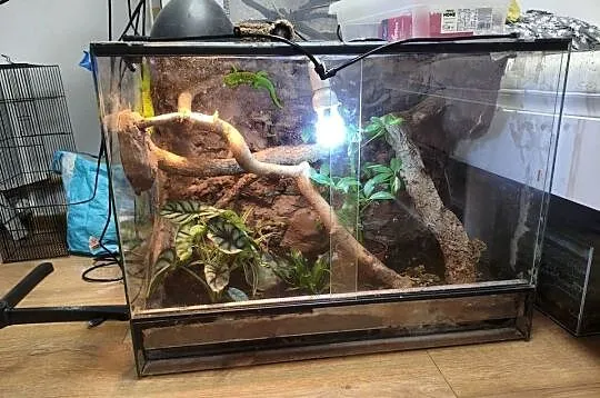 Para felsum madegaskarkich z terrarium