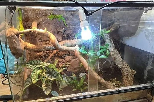 Para felsum madegaskarkich z terrarium, Śląskie, Gliwice