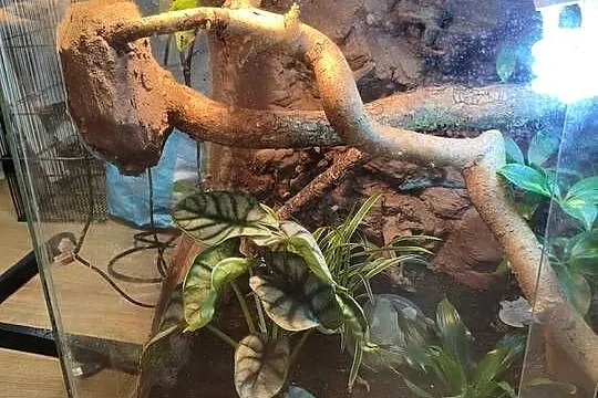Para felsum madegaskarkich z terrarium, Śląskie, Gliwice