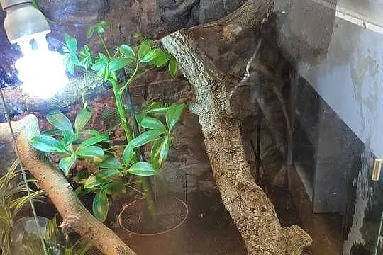 Para felsum madegaskarkich z terrarium, Śląskie, Gliwice