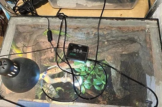 Para felsum madegaskarkich z terrarium, Śląskie, Gliwice
