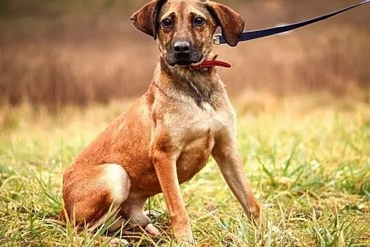 Stich - cudny psiak, jeszcze dzieciak :), Warmińsko-mazurskie, Olsztyn