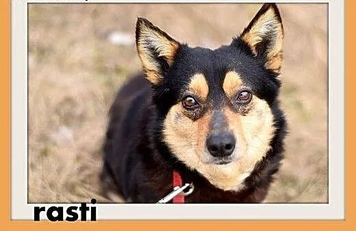 RASTI,zachowuje czystość,mały,grzeczny,łagodny pie