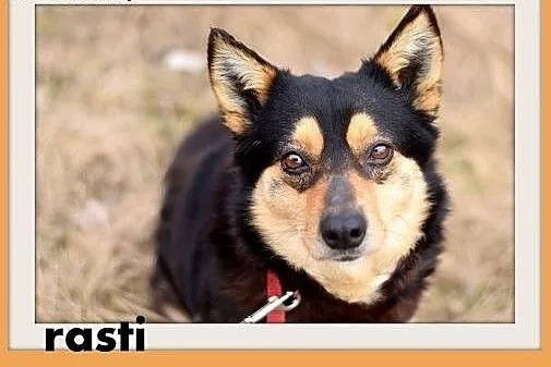 RASTI,zachowuje czystość,mały,grzeczny,łagodny pie