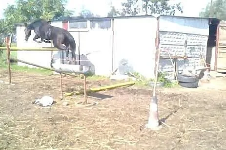 Sprzedam