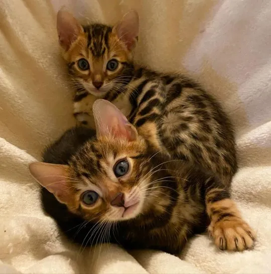 Kocięta bengalskie Kocięta bengalskie... . Napisz do mnie na WhatsApp: +44 7453 907158, , Gdynia