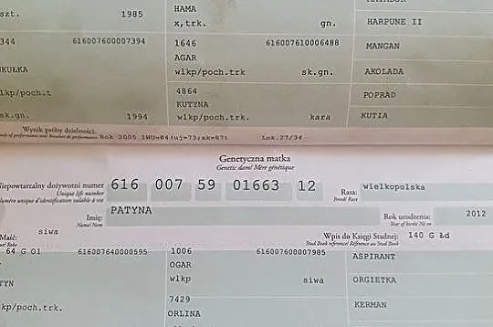 Ponętna - nieduża klacz wielkopolska, , Międzyleś