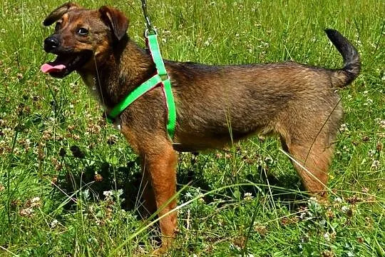 Cytrus - grzeczny szczeniak szuka fajnego domu :)