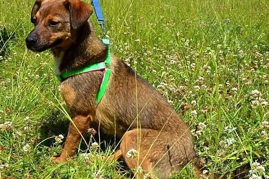 Cytrus - grzeczny szczeniak szuka fajnego domu :)