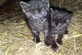 Dwa antracytowe kotki sierotki pilnie poszukują sw, Częstochowa