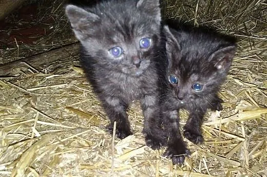 Dwa antracytowe kotki sierotki pilnie poszukują sw