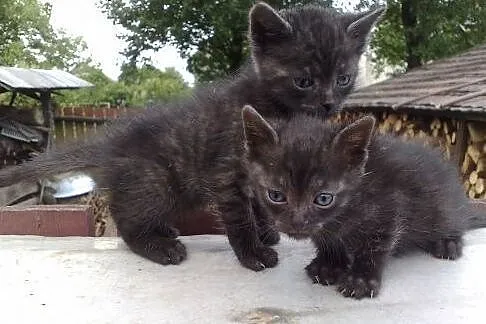 Dwa antracytowe kotki sierotki pilnie poszukują sw