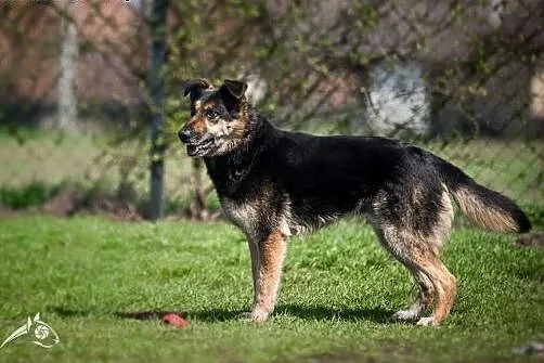 Leo - wspaniały kompan na dobre i na złe:),  małop