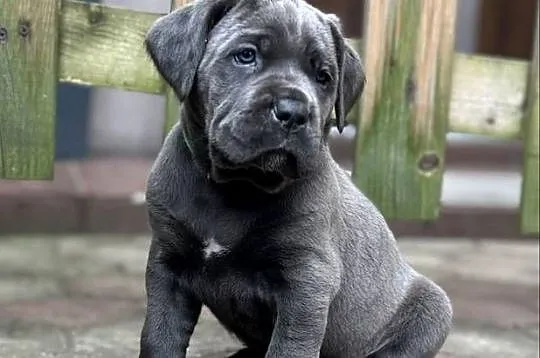 Cane Corso – szczenięta | ur. 05.02.2026 | po rodzicach z rodowodami, Śląskie, Pyrzowice