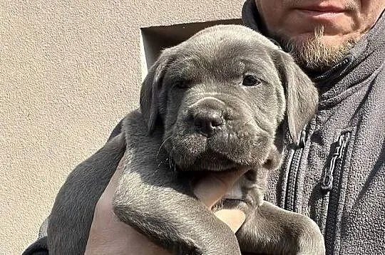 Cane Corso – szczenięta | ur. 05.02.2026 | po rodzicach z rodowodami, Śląskie, Pyrzowice