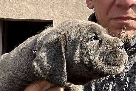 Cane Corso – szczenięta | ur. 05.02.2026 | po rodzicach z rodowodami, Śląskie, Pyrzowice