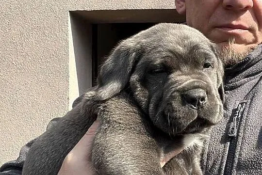Cane Corso – szczenięta | ur. 05.02.2026 | po rodzicach z rodowodami, Śląskie, Pyrzowice