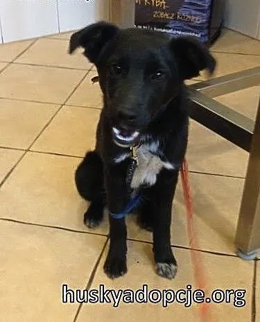 BASKO- radosny szczeniak do adopcji, dolnośląskie