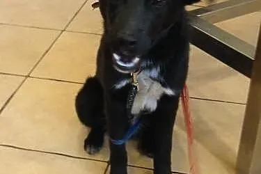 BASKO- radosny szczeniak do adopcji,  dolnośląskie