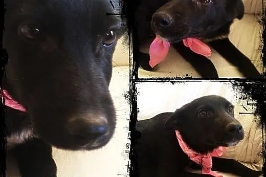 BASKO- radosny szczeniak do adopcji,  dolnośląskie