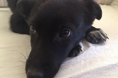 BASKO- radosny szczeniak do adopcji,  dolnośląskie