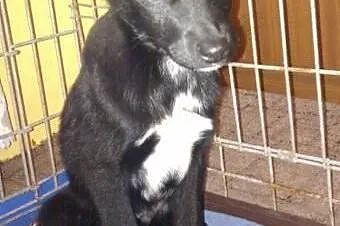 BASKO- radosny szczeniak do adopcji,  dolnośląskie