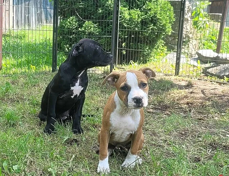 Cudowne maluchy Amstaff!, Małopolskie, Kraków