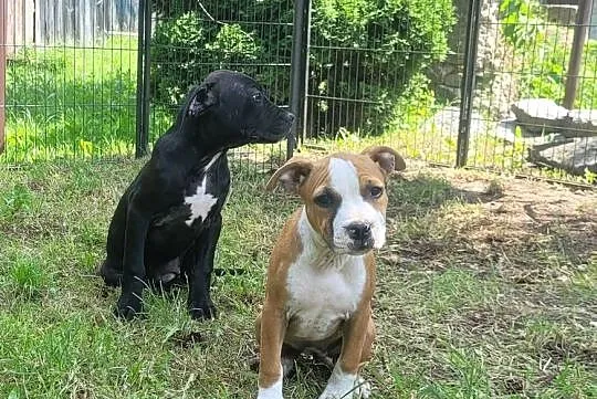 Cudowne maluchy Amstaff!, Małopolskie, Kraków