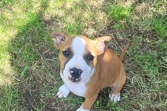 Cudowne maluchy Amstaff!, Małopolskie, Kraków