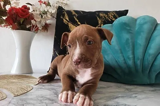 Cudowne maluchy Amstaff!, Małopolskie, Kraków