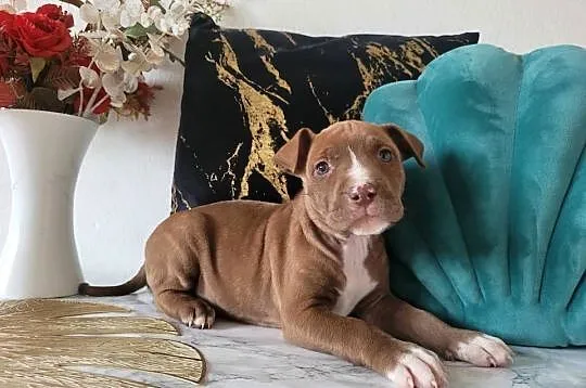 Cudowne maluchy Amstaff!, Małopolskie, Kraków