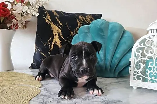 Cudowne maluchy Amstaff!, Małopolskie, Kraków