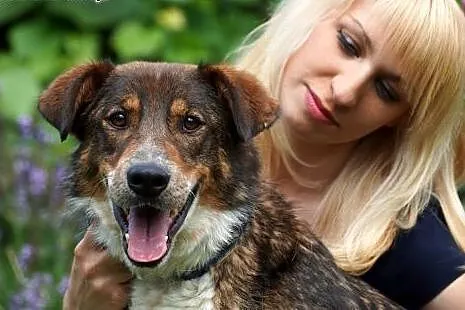 Kumpel śliczny spory psiak szuka domku,  Kundelki 