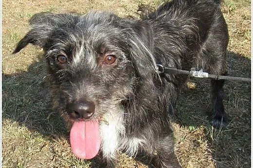 10 mies. szorstkowłosy ROKI traci dom... PILNIE sz