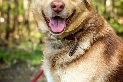Dubler - labradorowaty, piękny pies :),  warmińsko, Olsztyn