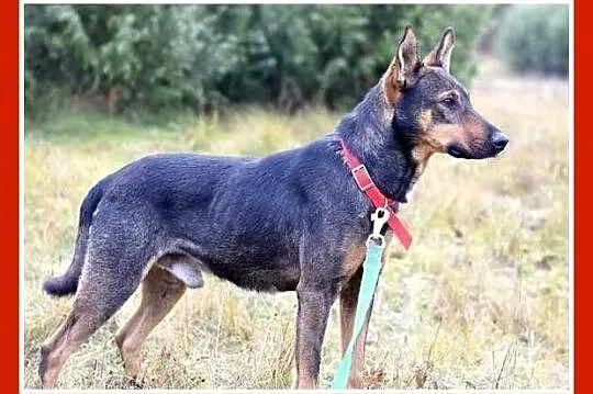 18 kg, cudowny,przytulaśny,łagodny,grzeczny pies RUPERT_Adopcja