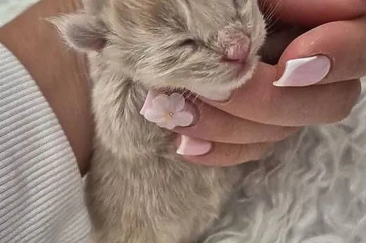 Maine Coon – dwa kocurki do rezerwacji