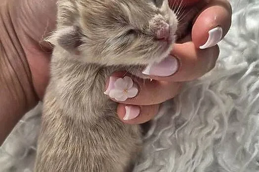 Maine Coon – dwa kocurki do rezerwacji, Zachodniopomorskie, Kliniska Wielkie