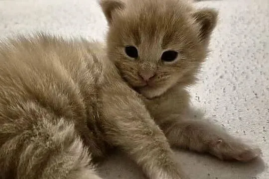 Maine Coon – dwa kocurki do rezerwacji, Zachodniopomorskie, Kliniska Wielkie