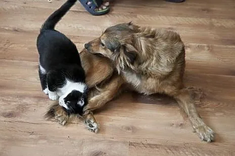 CUDOWNA SISI do adopcji!,  łódzkie Łódź
