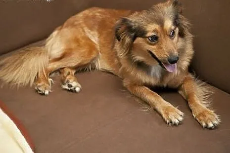 CUDOWNA SISI do adopcji!,  łódzkie Łódź