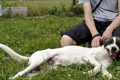 oryginalny Szczękuś szuka nowego domu......,  śląskie Gliwice