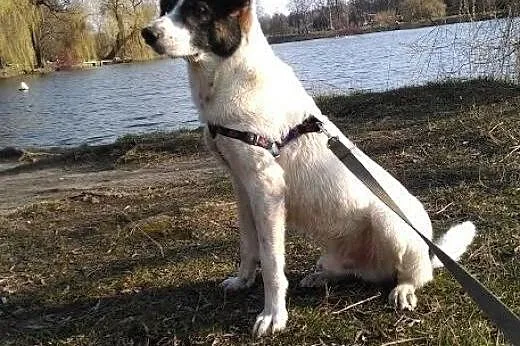 Oryginalny Szczękuś szuka nowego domu......,  śląs