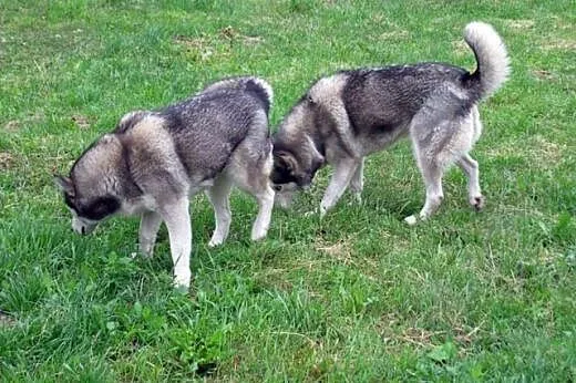 Tigi i Tundra szukają domu!,  Husky cała Polska