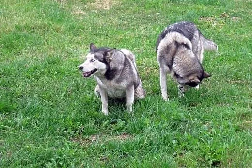 Tigi i Tundra szukają domu!,  Husky cała Polska