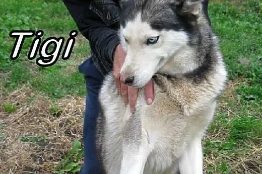 Tigi i Tundra szukają domu!,  Husky cała Polska